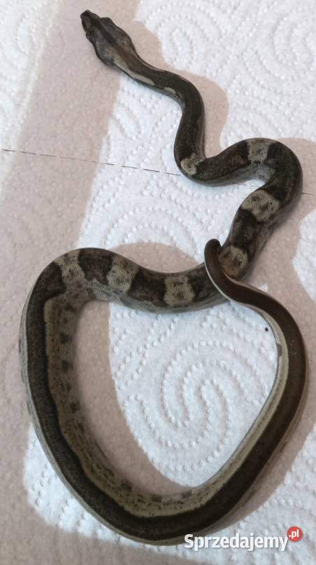 Boa junglemotley leopard Inowrocław