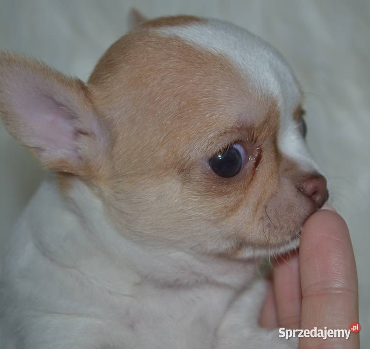 Maleńka królewna Chihuahua krótkowłosa szuka Warszawa