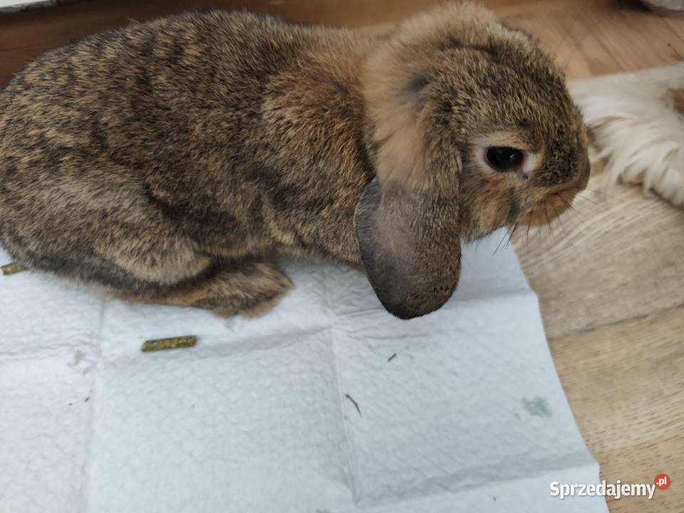 Królik miniaturka mini lop Ostrowiec Świętokrzyski sprzedam