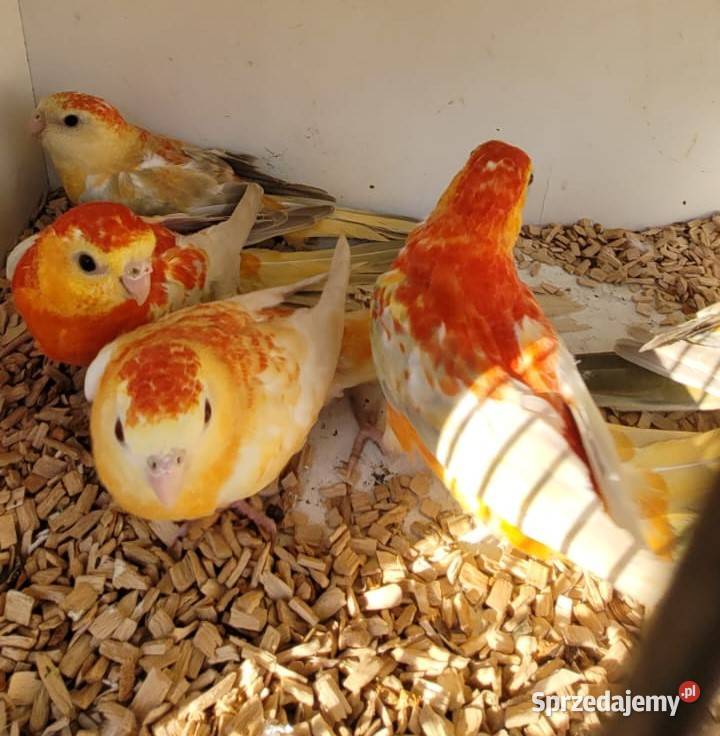 Świergoty Oranżowe Gdańsk