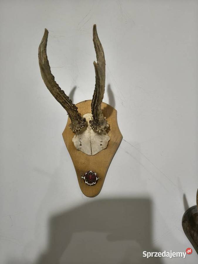 Rogi poroża ozdobne Jarocin