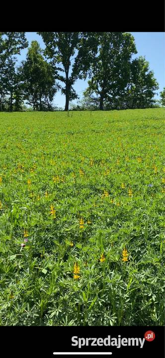 Łubin żółty szerokolistny mister zbiór 2025 Tuławki