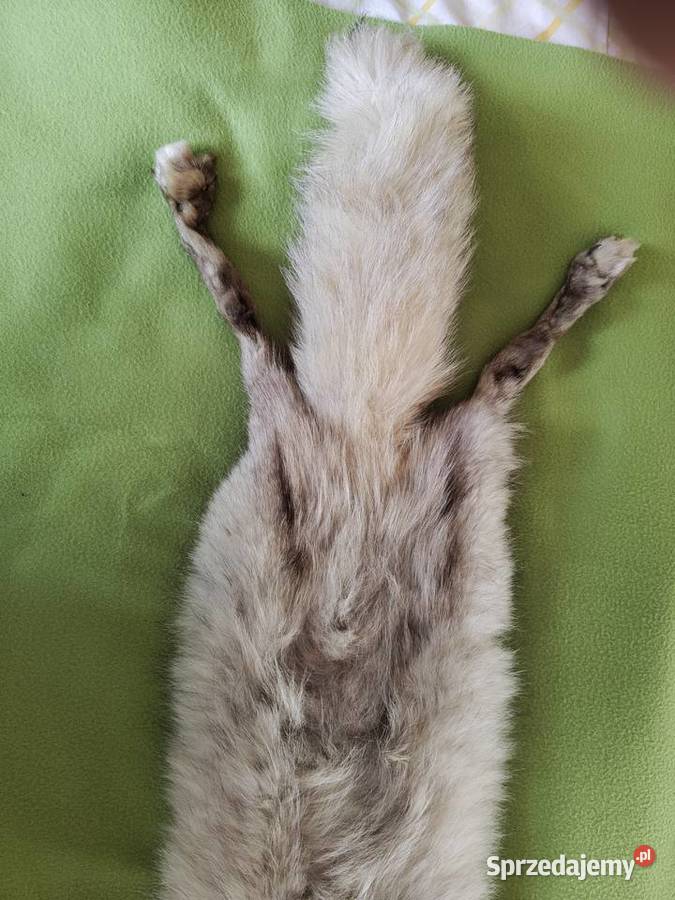 Kołnierz lis Moda i Styl Myszków sprzedam