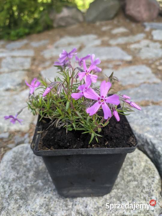 Floks mix kolorów zakwitnie na wiosnę Rabatowe Lublin