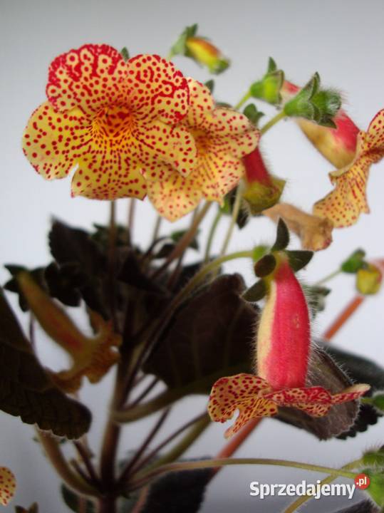 kohleria ozdobna roślina doniczkowa mazowieckie Bielsk