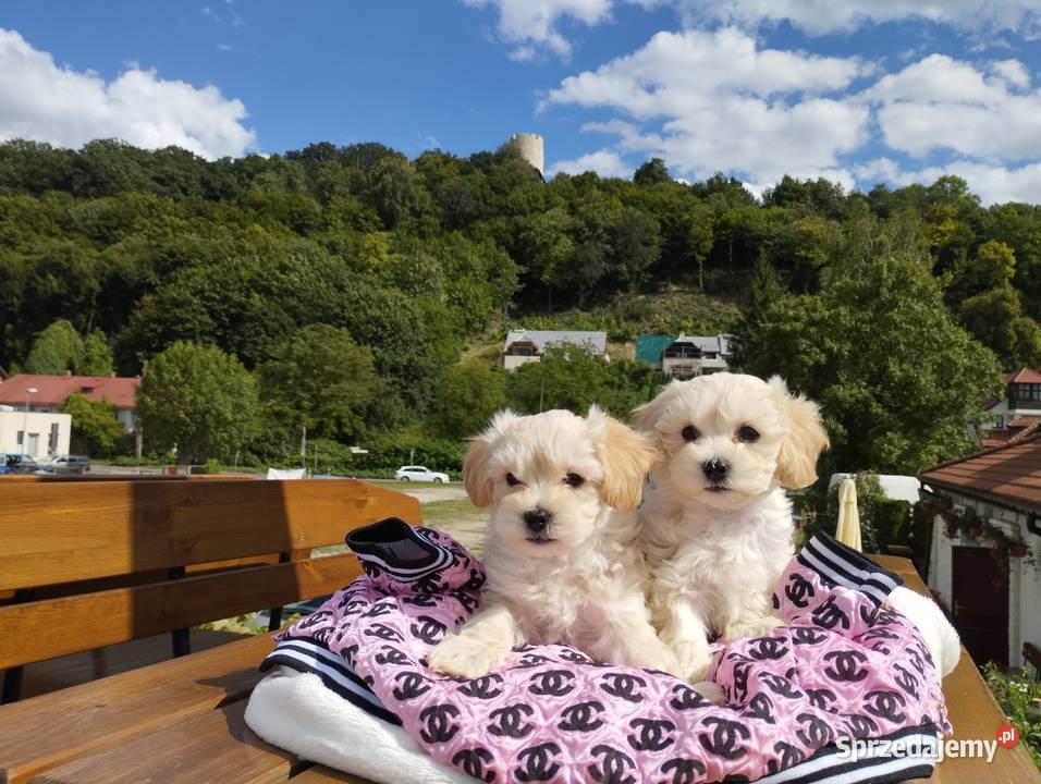 Maltipoo XS rodowodowe maltańczyk pudel Lublin