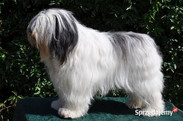 Polski Owczarek Nizinny FCI PON pieski Owczarek Malechowo