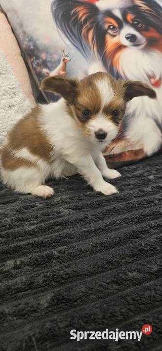 Papillon FCIZKWP Spaniel Kontynentalny Pozostałe Jelenia Góra