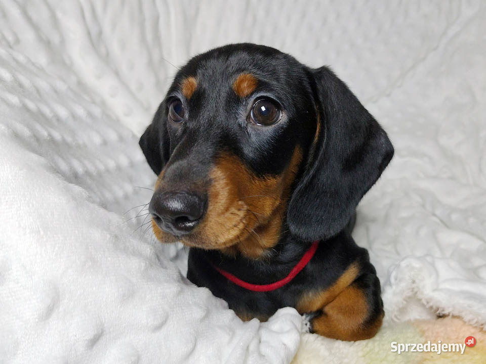SAMIEC Jamnik krótkowłosy Czarny podpalany ARIES Jamnik Kraków sprzedam