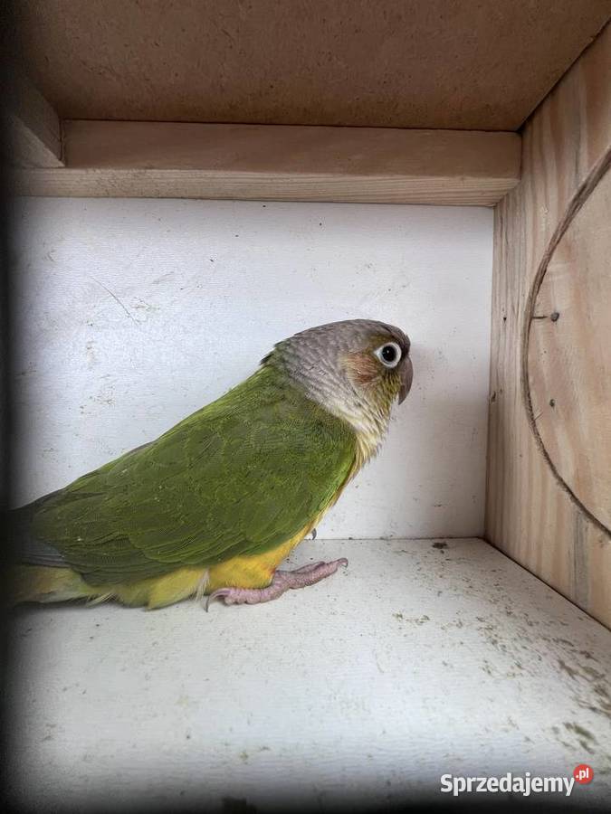 Sprzedam rudosterke Siepraw