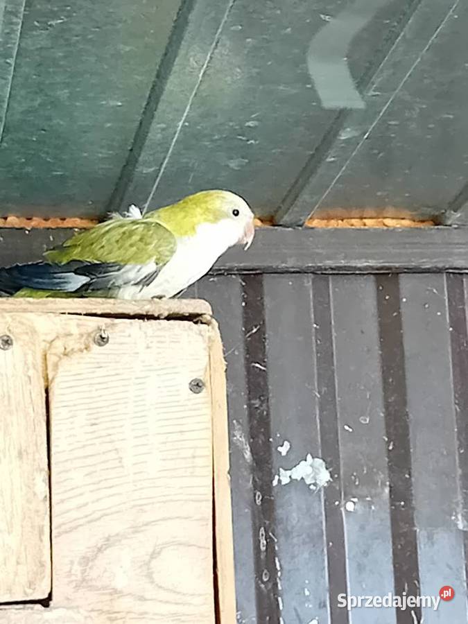 Papugi mńichy Siedlce