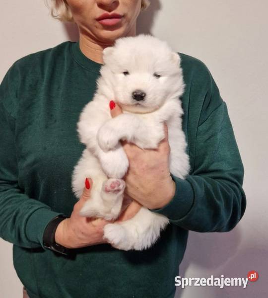 Rasowe szczeniaczki Samoyed Hodowla Pola Iława sprzedam