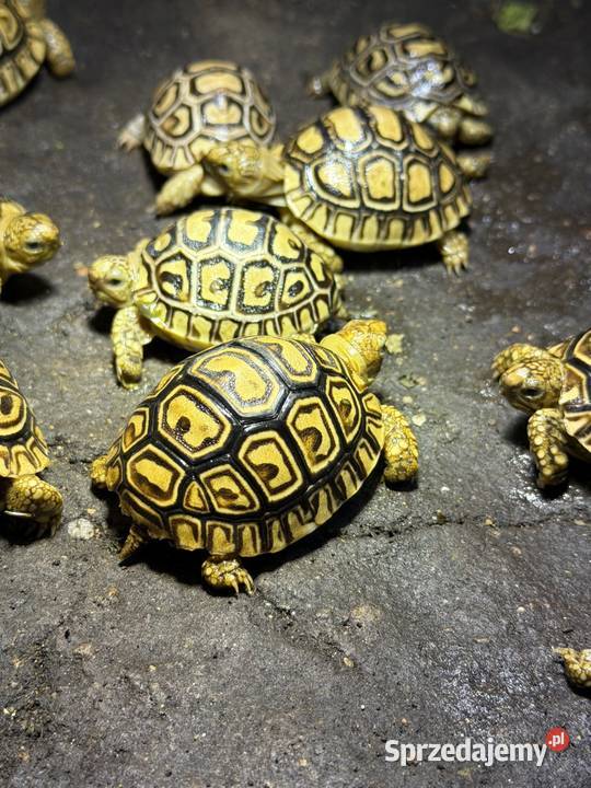 Żółwie lamparcie Jeżów Sudecki