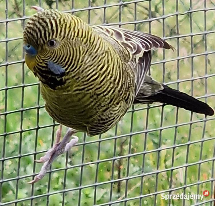 papużka falista blackface łatwo się oswaja może dolnośląskie Wrocław