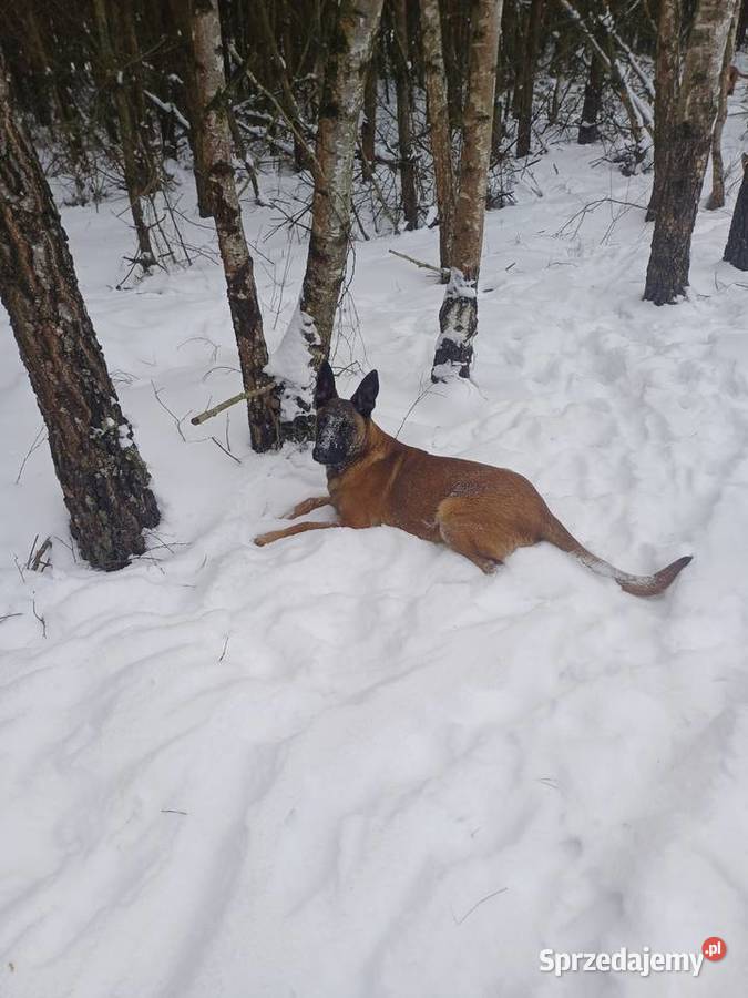 Owczarek Belgijski Zambrów