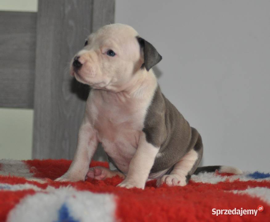 Amstaff zkwp fci BLUE piesek Koziegłowy