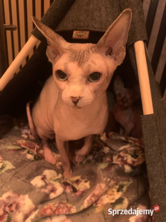 Sfinks Kanadyjski Reproduktor Sfinks Kanadijski wielkopolskie Leszno