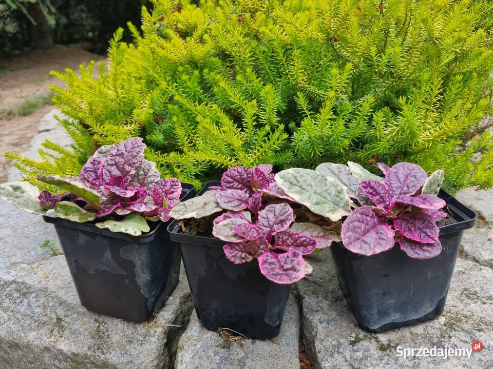 Dąbrówka rozłogowa BURGUNDY GLOW Lublin