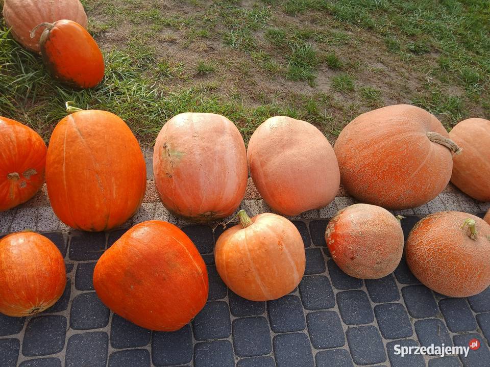 Nasiona dyni jadalnej Bambino kujawsko-pomorskie Skępe