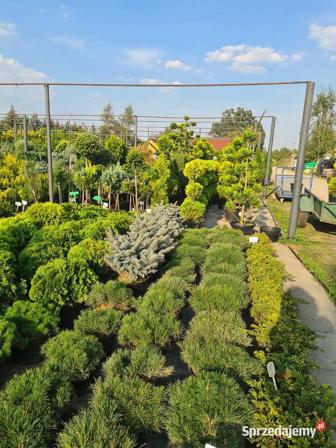 Thuja Columna 120130 żywopłotowa PRODUCENT Rydzyny