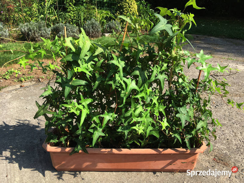 Bluszcz Sagittifolia 17 na ściankę dom ogród Kraków