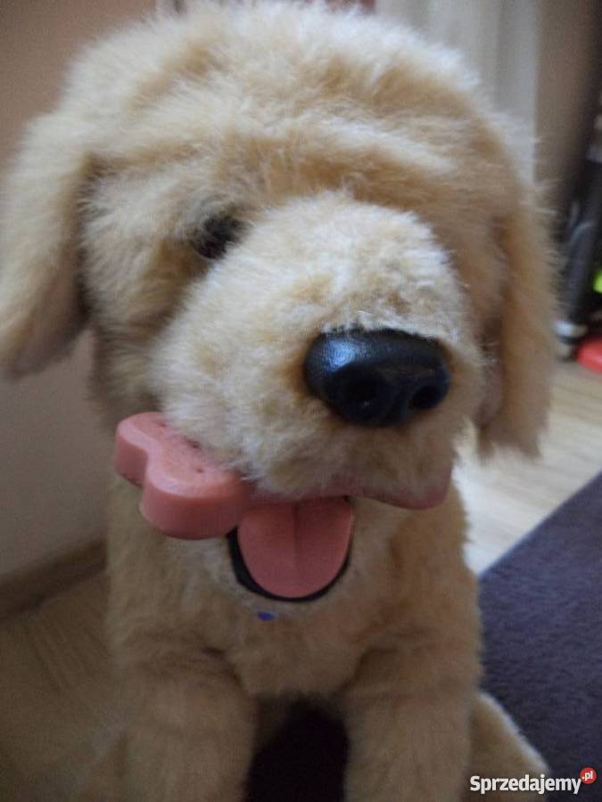 pies biscuit duzy Kalisz