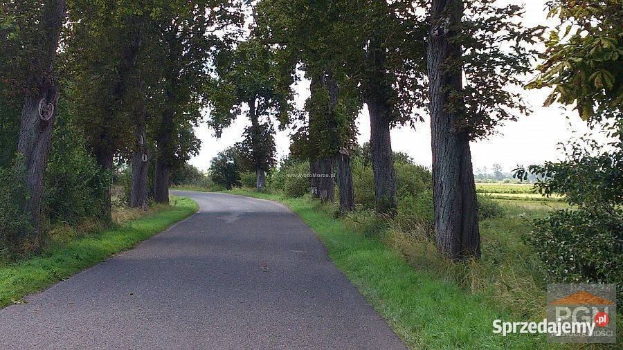 Sprzedaż działki 5000m2 Kołczewo okolica 2 Sprzedaż