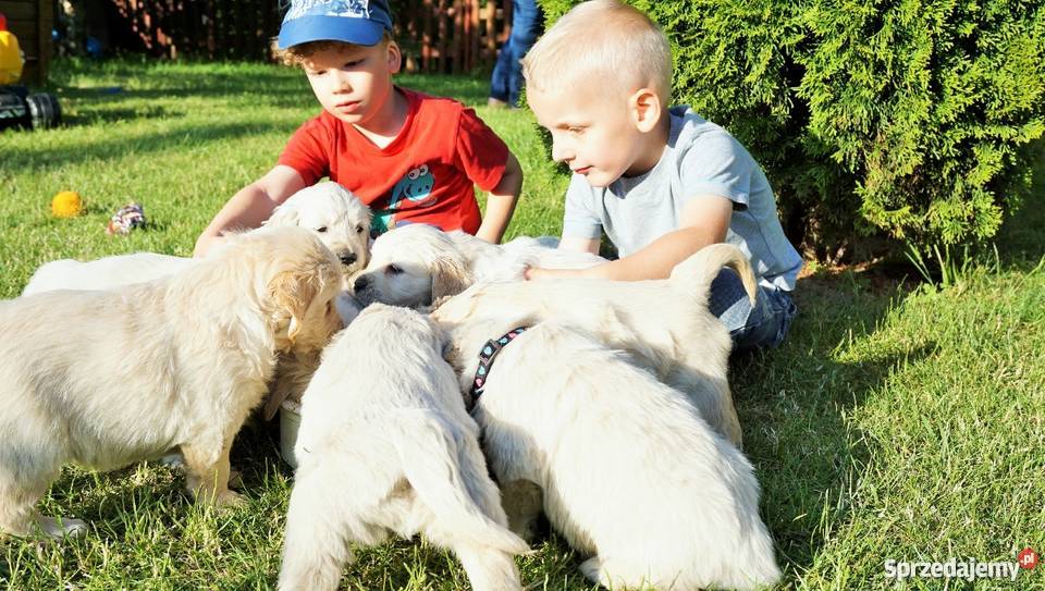 Rodowodowe Golden Retriever goldeny ZKwP FCI Łężki-Parcel sprzedam