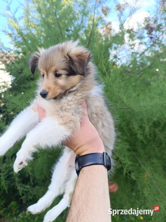 Owczarek Szetlandzki suczka sprzedam