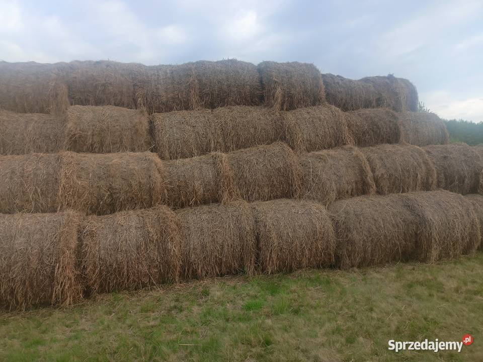 Siano ze sterty Trawy, słoma Biała Podlaska sprzedam