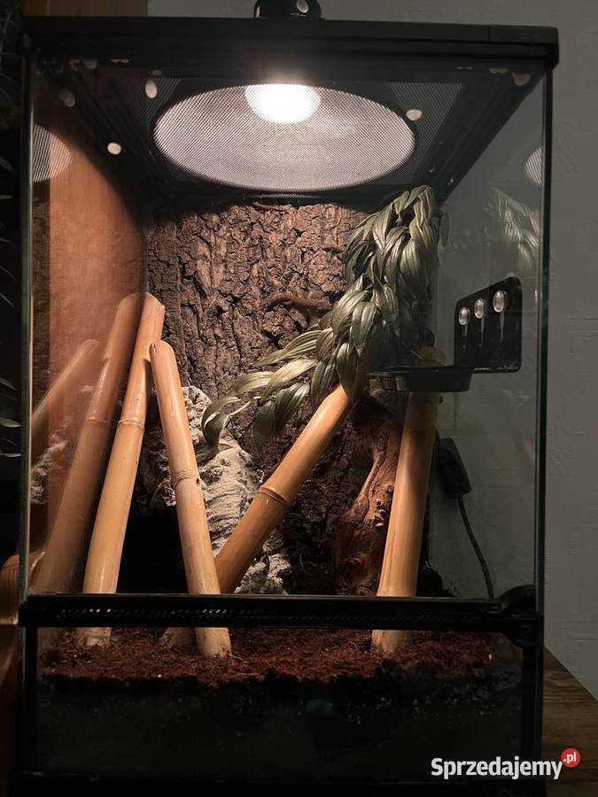 Terrarium z gekonami płaczącymi Warszawa