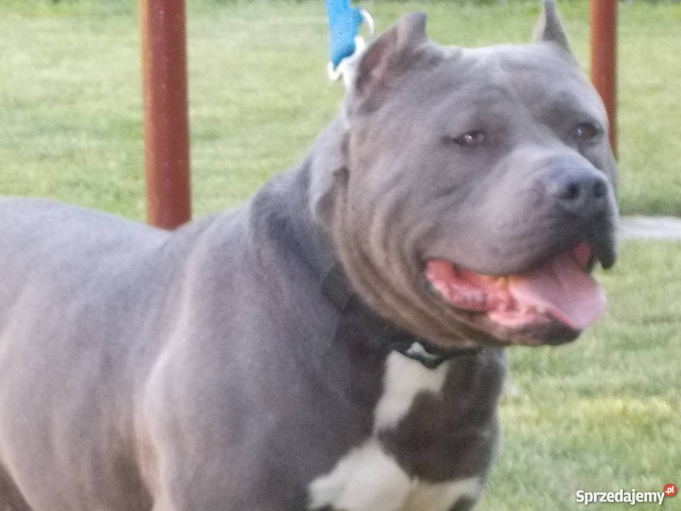 Amstaff Błękitny Płock