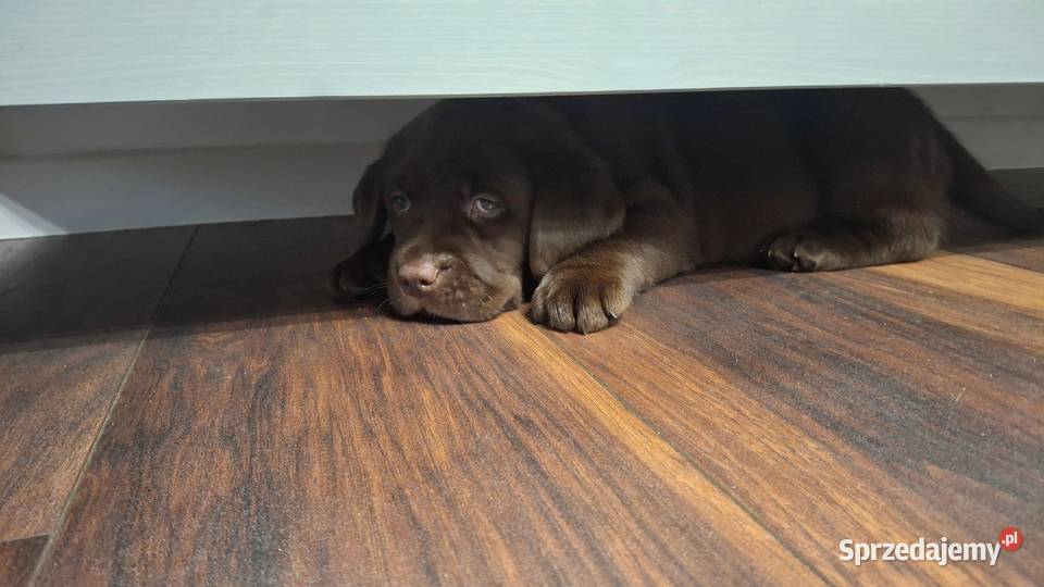 Labrador Retriever ZKwP FCI Szczenięta Lniano