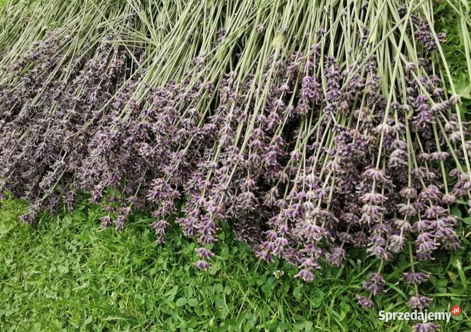 Lawenda ciętaekologiczna uprawa bukiety suszone Grojec