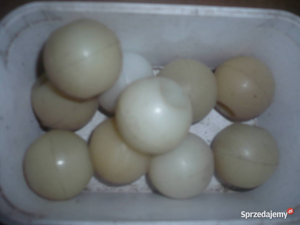 Obudowa korby Ursus 12241222902914M87