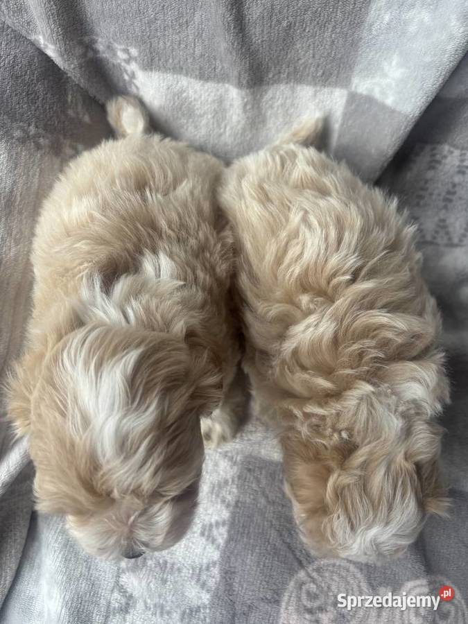 Maltipoo F1 piesek sprzedam