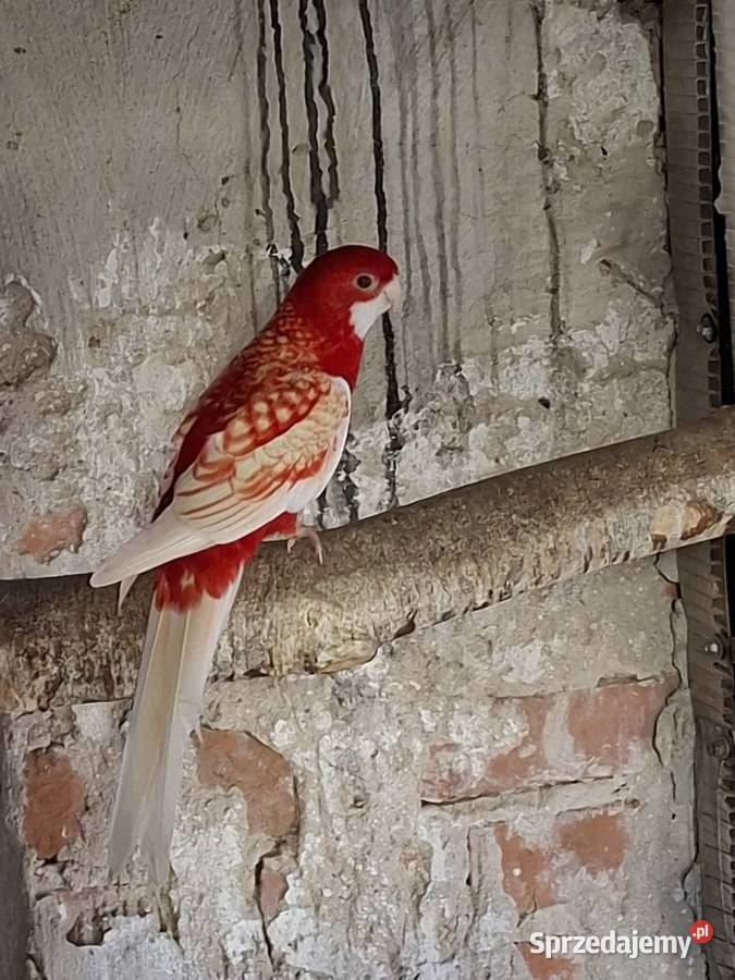 Papugi sprzedam Miejska Górka sprzedam