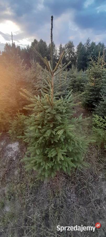 Choinki świerk srebrny srebrzysty pospolity Iglaste Warszawa