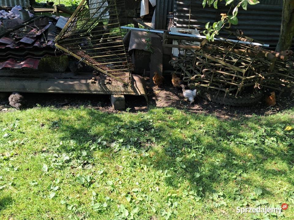 Kury silki I kochin Miękinia