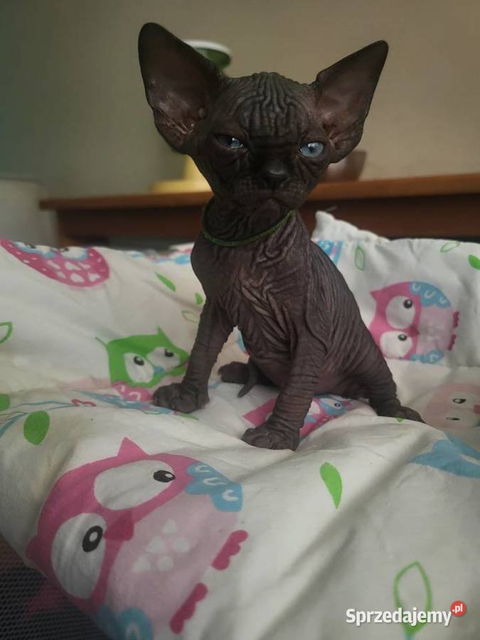 Kocięta Sfinks Kanadyjski rodowód FPL Częstochowa