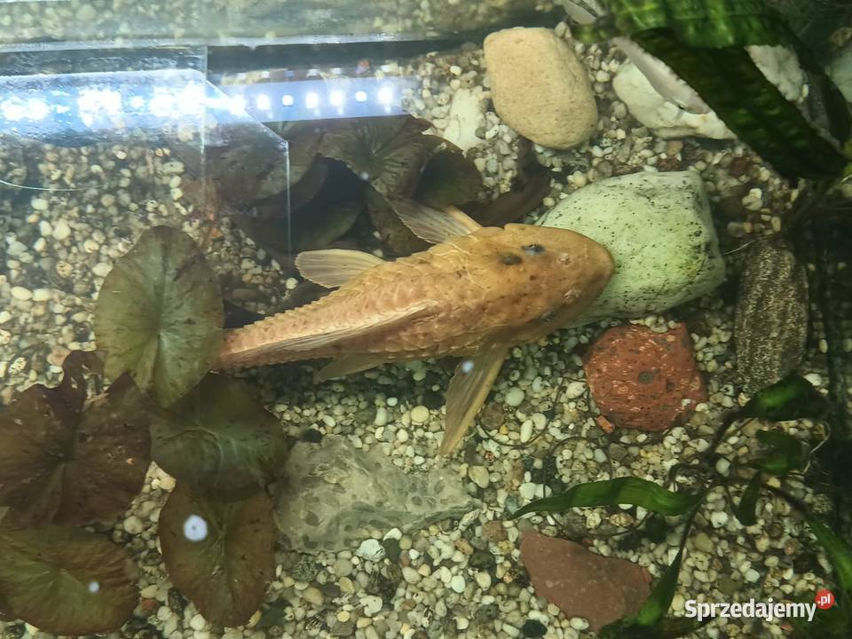 Glonojad zbrojnik złocisty Rybno