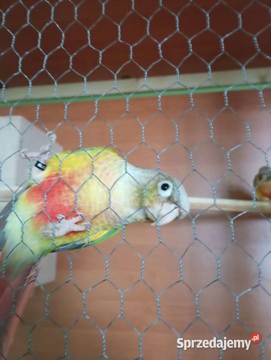 sprzedam ptaki ozdobne śląskie Cieszyn sprzedam