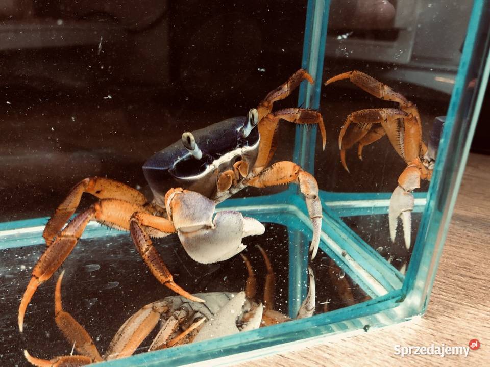 Tęczowy Krab