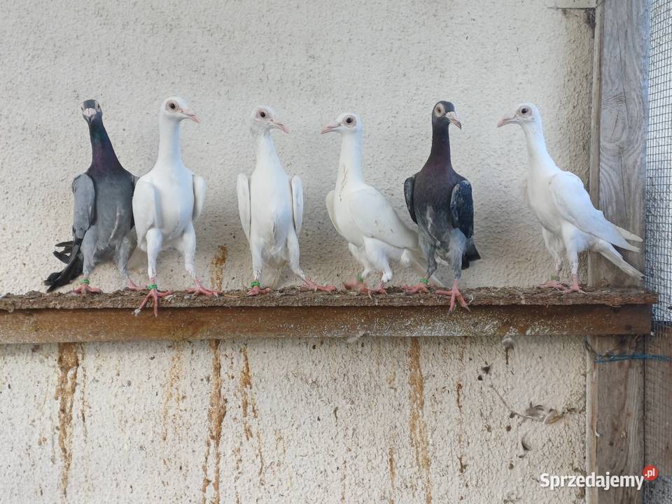 Gołębie ozdobne karier kariery młode 2025r Wągrowiec