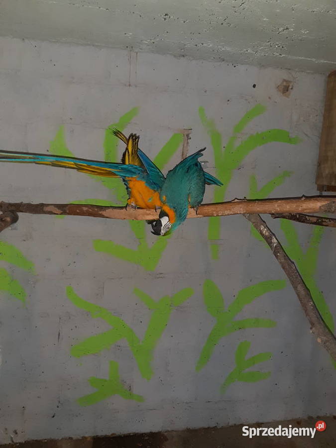 Sprzedam papugi ary Kraków