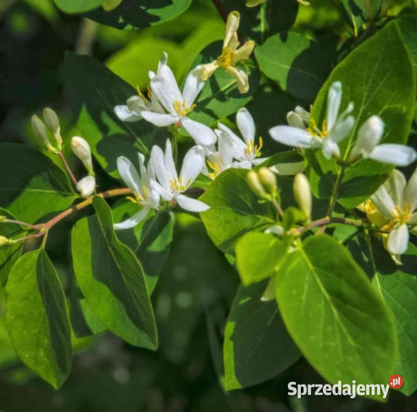 KRUSZYNA POSPOLITA Frangula alnus NASIONA 5000