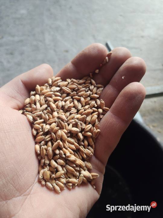 Sprzedam pszenżyto Radzyń Podlaski