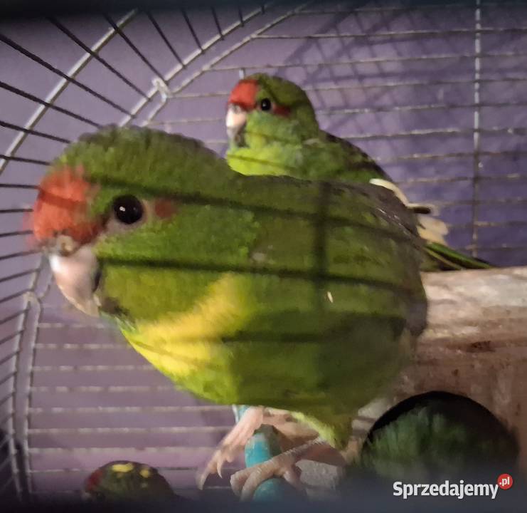 Papugi Andrychów sprzedam