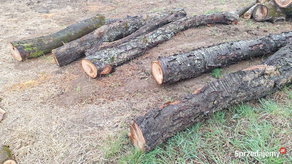 Czereśnia kłody małopolskie Tarnów