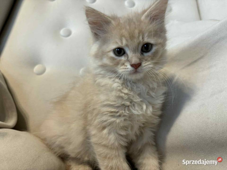 SPRZEDAM KOTA SYBERYJSKIEGO Szastarka